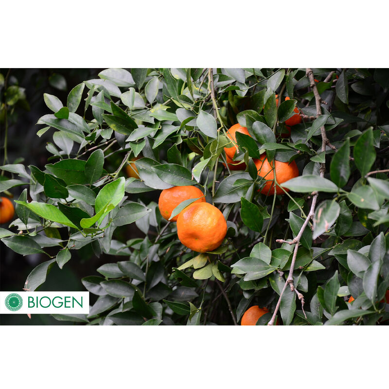 Fertilizante Orgánico Biogen 1 Litro image number null