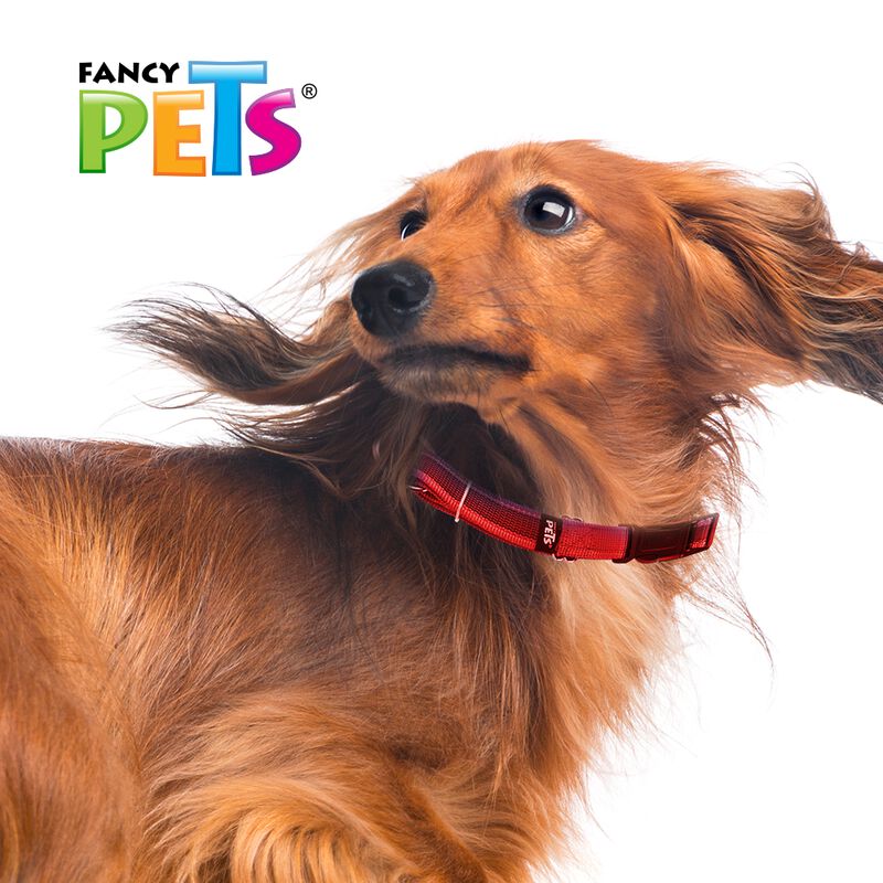 Fancy Pets Collar Con Ultra Grip Y Bandas Refle... image number null