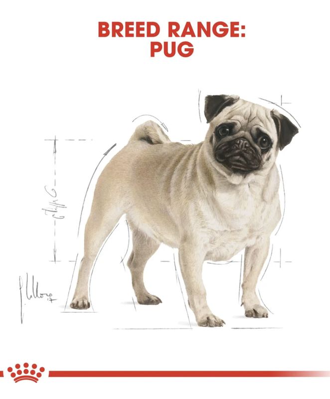 Royal Canin Bhn Pug 4.55 Kg Original Sellado image number null