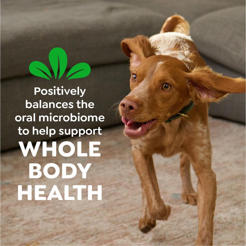 Greenies Original Dental Treats, Golosinas De C... image number null
