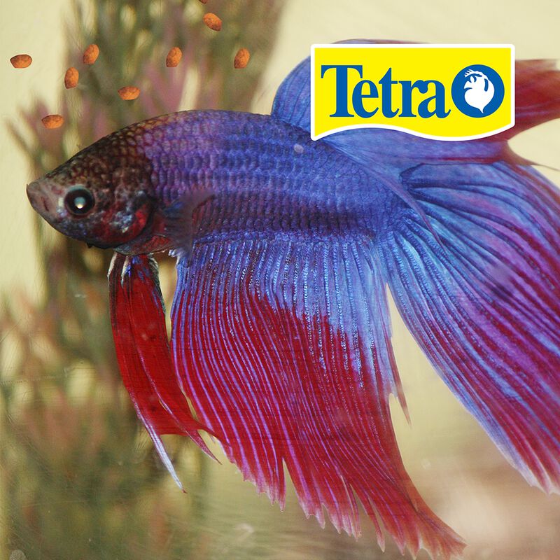 Tetra Tetrabetta Floating Mini Pellets Alimento... image number null