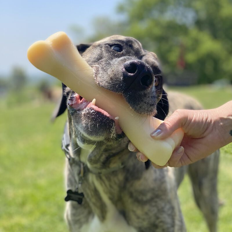 Nylabone Power Chew Monster Bone Juguete Mastic... image number null