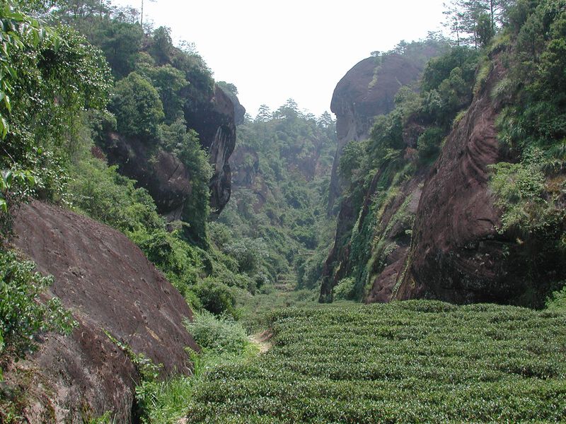 T&eacute; Org&aacute;nico Greenhilltea Wuyi Oolong 113 g image number null