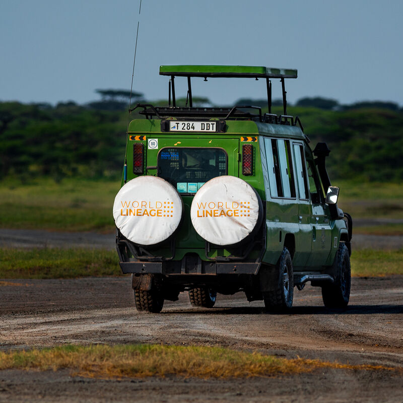 Interacción con Gorilas y Chimpancés en África image number null