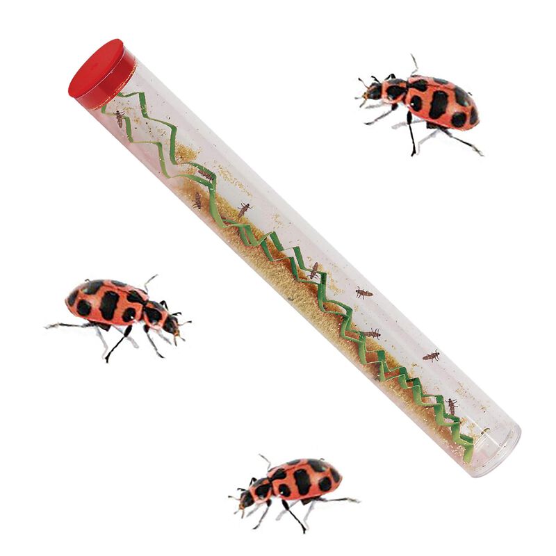 Kit De Cultivo De Mariquitas Insect Lore Ladybu... image number null