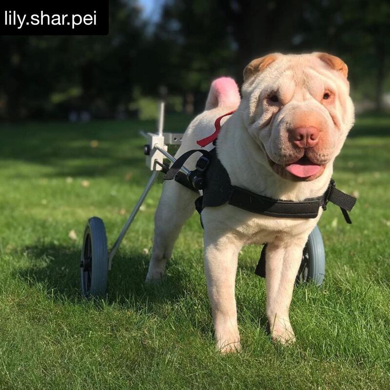 Silla De Ruedas Para Perros Best Friend Mobilit... image number null