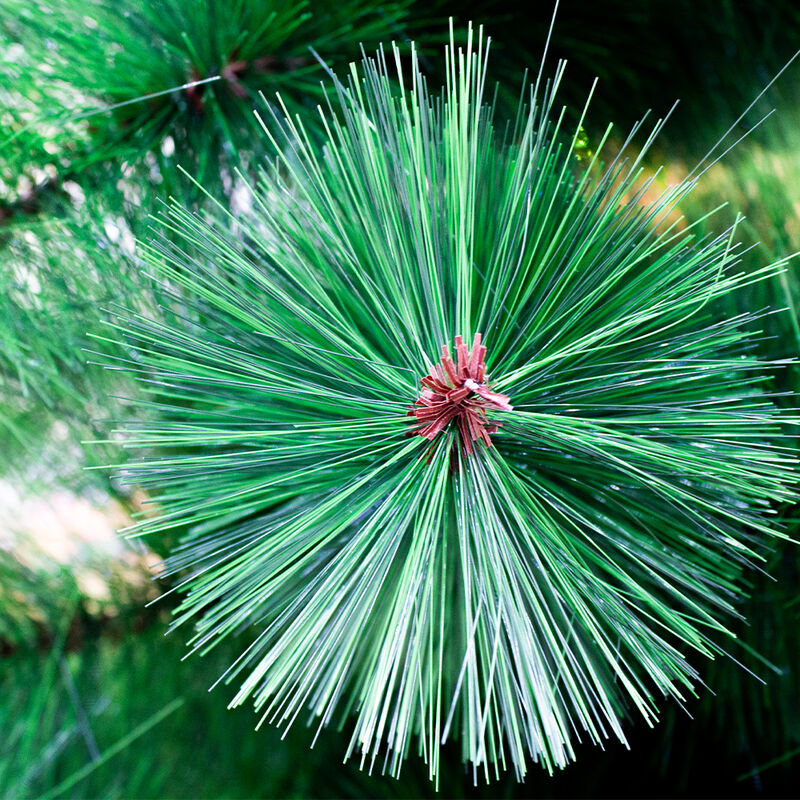 Árbol Pino De Navidad Verde 210 Cm Rama Gruesa ... image number null