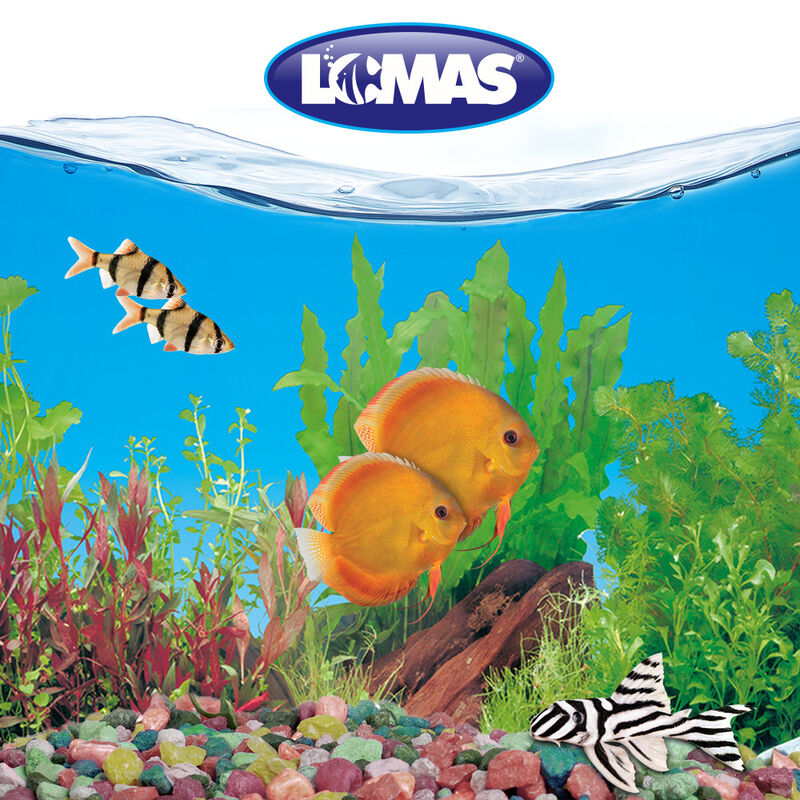 Respaldo Doble Para Acuario Vista Bosques Acuat... image number null