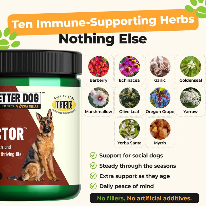 Suplemento Para Perros Better Dog 113 g Apoyo I... image number null