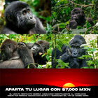 Interacción con Gorilas y Chimpancés  en África
