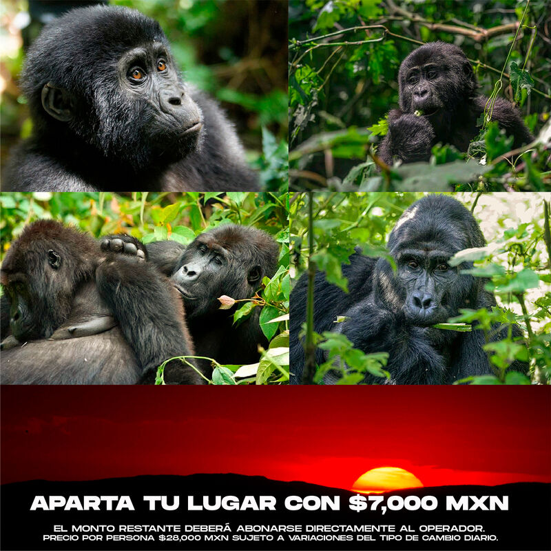 Interacción con Gorilas y Chimpancés en África image number null