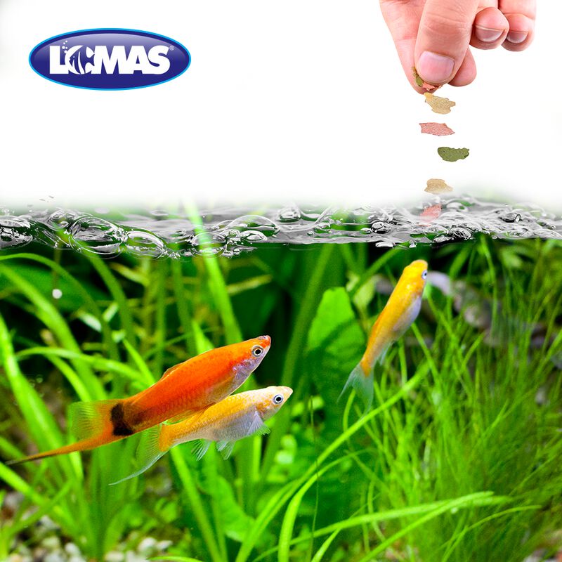 Hojuelas Basicas Lomas 1 Kg image number null