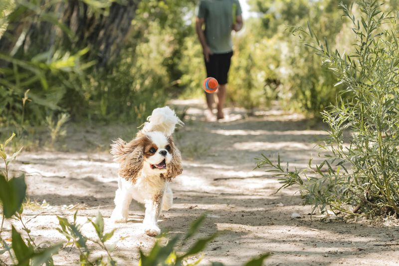 Juguete Para Perros Chuckit! Bolsa Hinchable Pe... image number null
