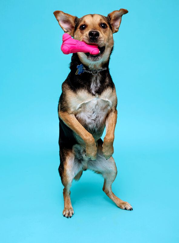 Juguete Para Perros Hartz Duraplay Bone Squeaky... image number null