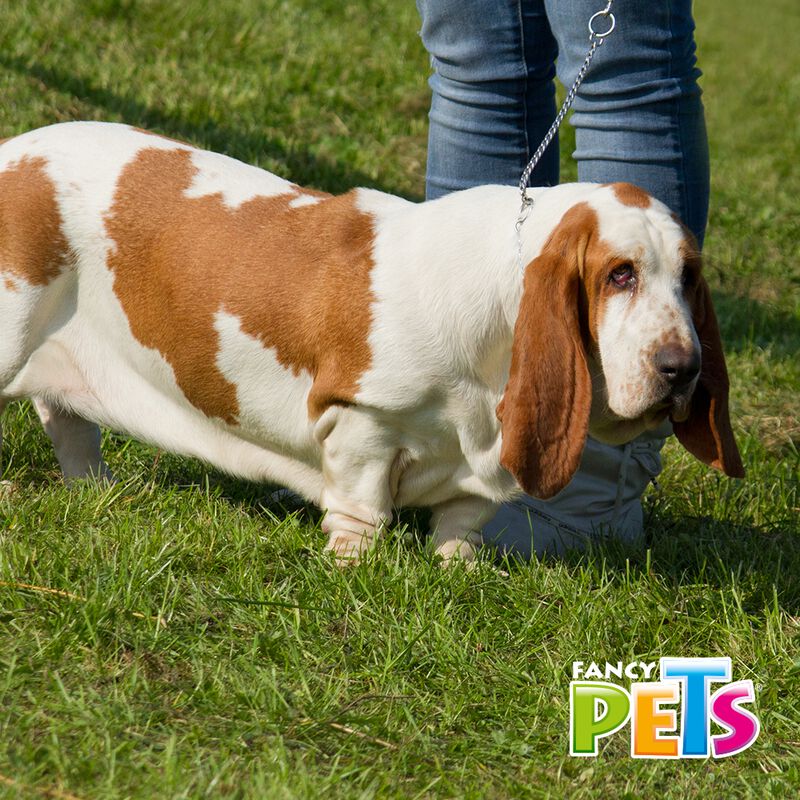 Fancy Pets Collar De Entrenamiento Para Perro D... image number null