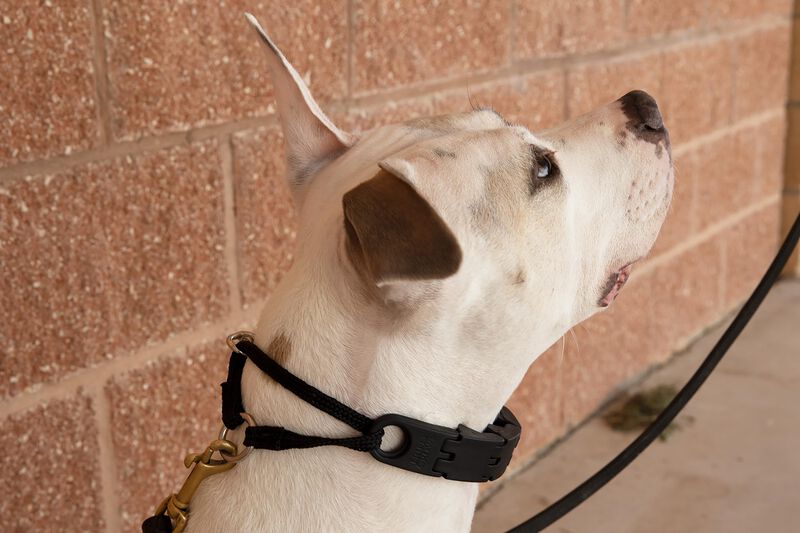 Collar Para Perro Starmark Pro-training Peque&ntilde;o... image number null