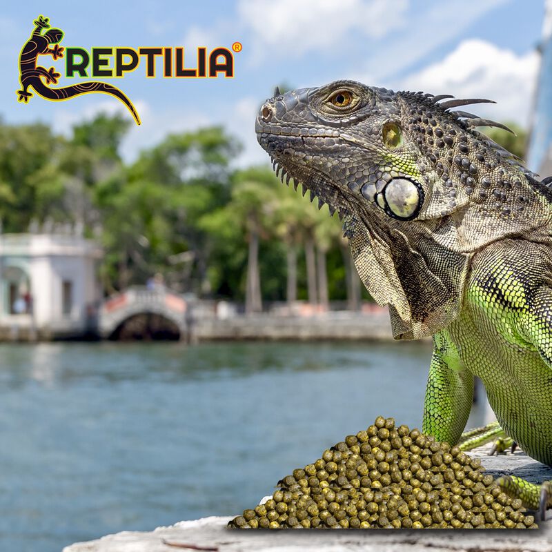 Lomas Alimento Para Iguana Juvenil Con 700 Gram... image number null