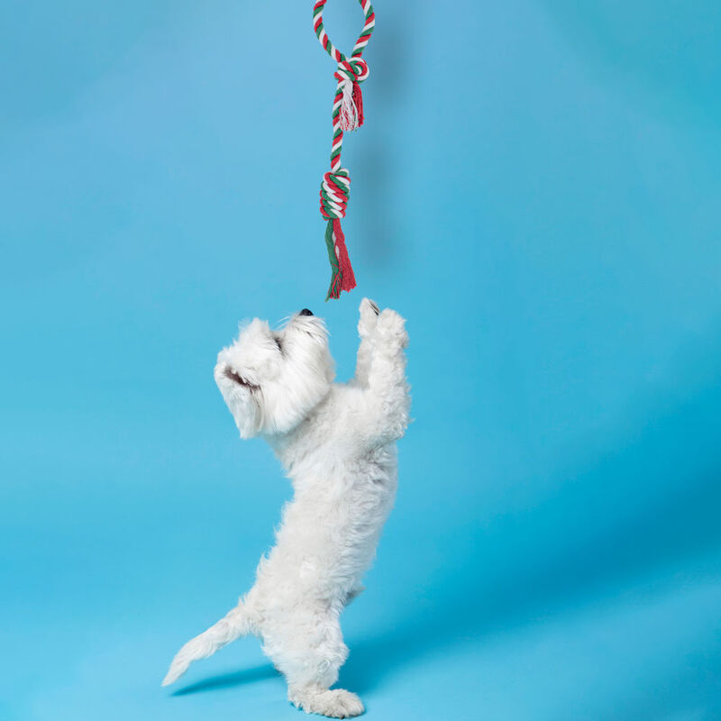 Juguetes Para Mascotas Cordones Mordederas Paqu... image number null