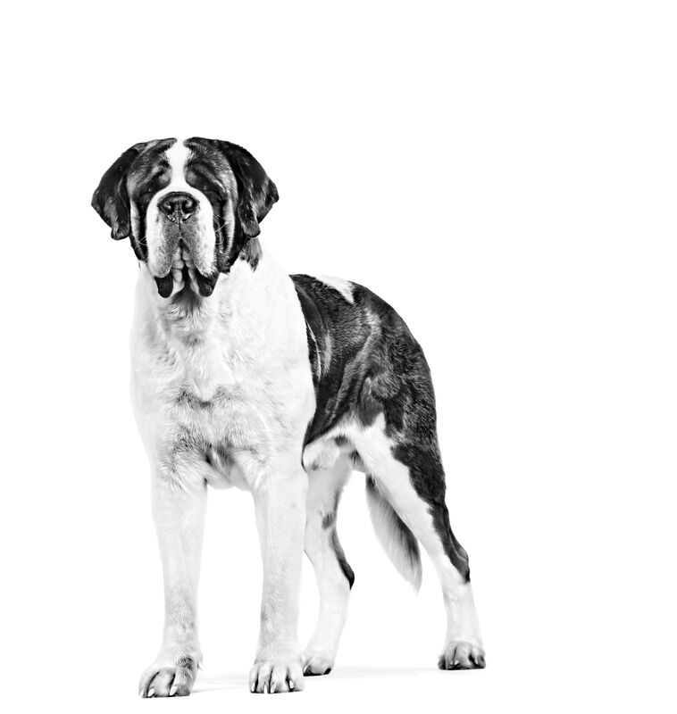 Royal Canin Giant Adult 13.61 Kg Original Sella... image number null